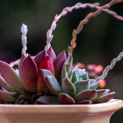 New Year Intention-Setting Session